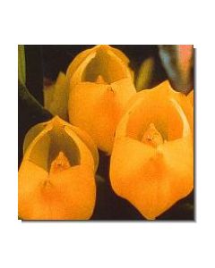 19-venus-orchid-stockb-15-ml