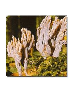 graue-koralle-15-ml