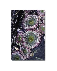 Anemone