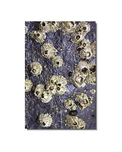Barnacle