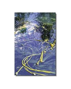 BrownKelp