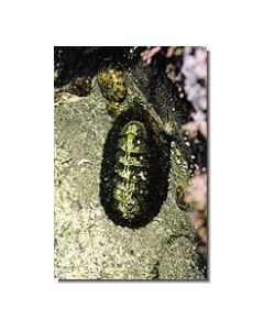 Chiton