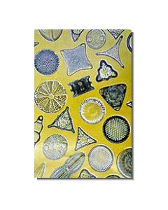 Diatoms
