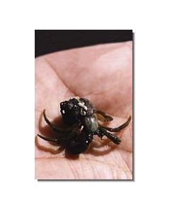 HermitCrab
