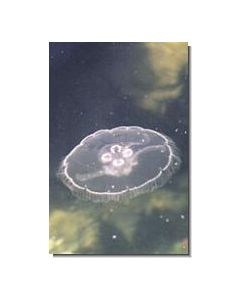 Jellyfish