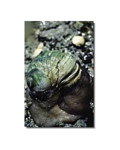 MoonSnail