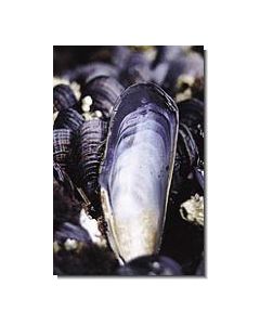 Mussel