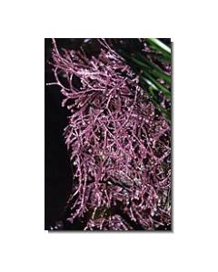 PinkSeaweed