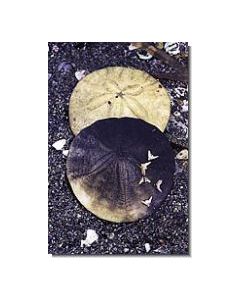 SandDollar