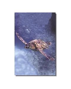 SeaTurtle
