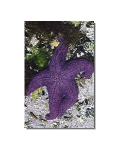 Starfish