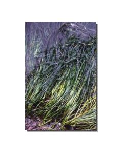 Surfgrass