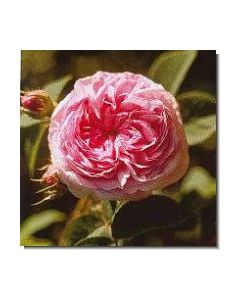 rose-"königin-von-dänemark"-stockb-15-ml