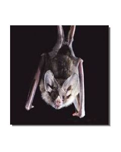 Bat Fledermaus