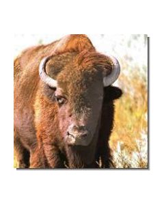 Buffalo Büffel