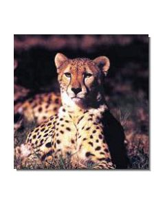 Cheetah Gepard