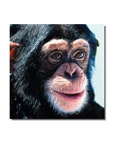 Chimpanzee Schimpanse