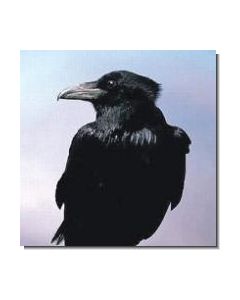 Crow Krähe