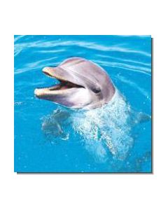 Dolphin Delfin