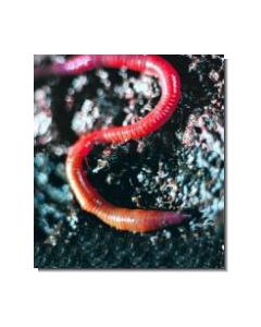 Earthworm Regenwurm