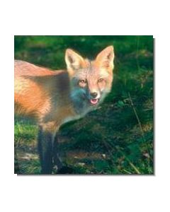 Fox Fuchs