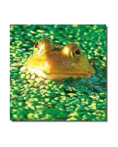 Frog Frosch
