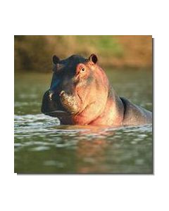 Hippopotamus Nilpferd