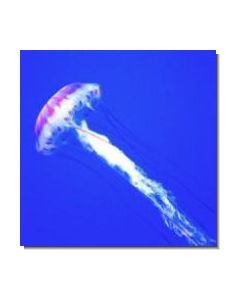 Jellyfish Qualle
