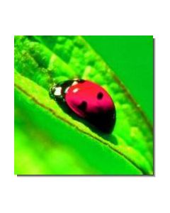Ladybug Marienkäfer