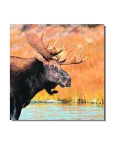 Moose Elch