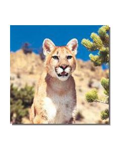 MountainLion Puma