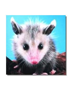 Opossum