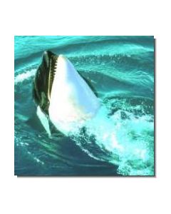 Orca Killerwal