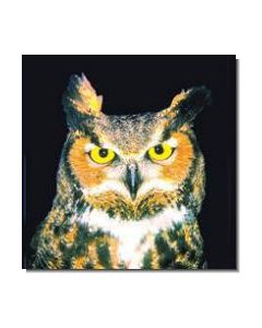 Owl Eule