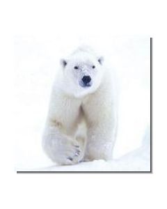 PolarBear Eisbär
