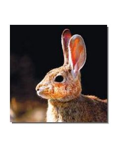 Rabbit Kaninchen