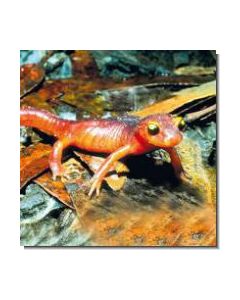 Salamander Salamander