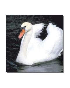 Swan Schwan