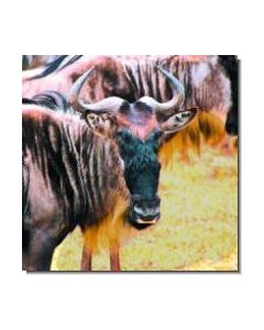 Wildebeest Weißschwanzgnu