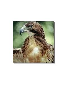  weisskopf-seeadler-15-ml