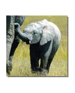 ElephantCalf Elefantenkalb