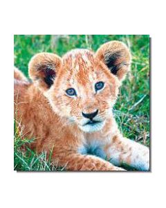 LionCub Löwenjunges